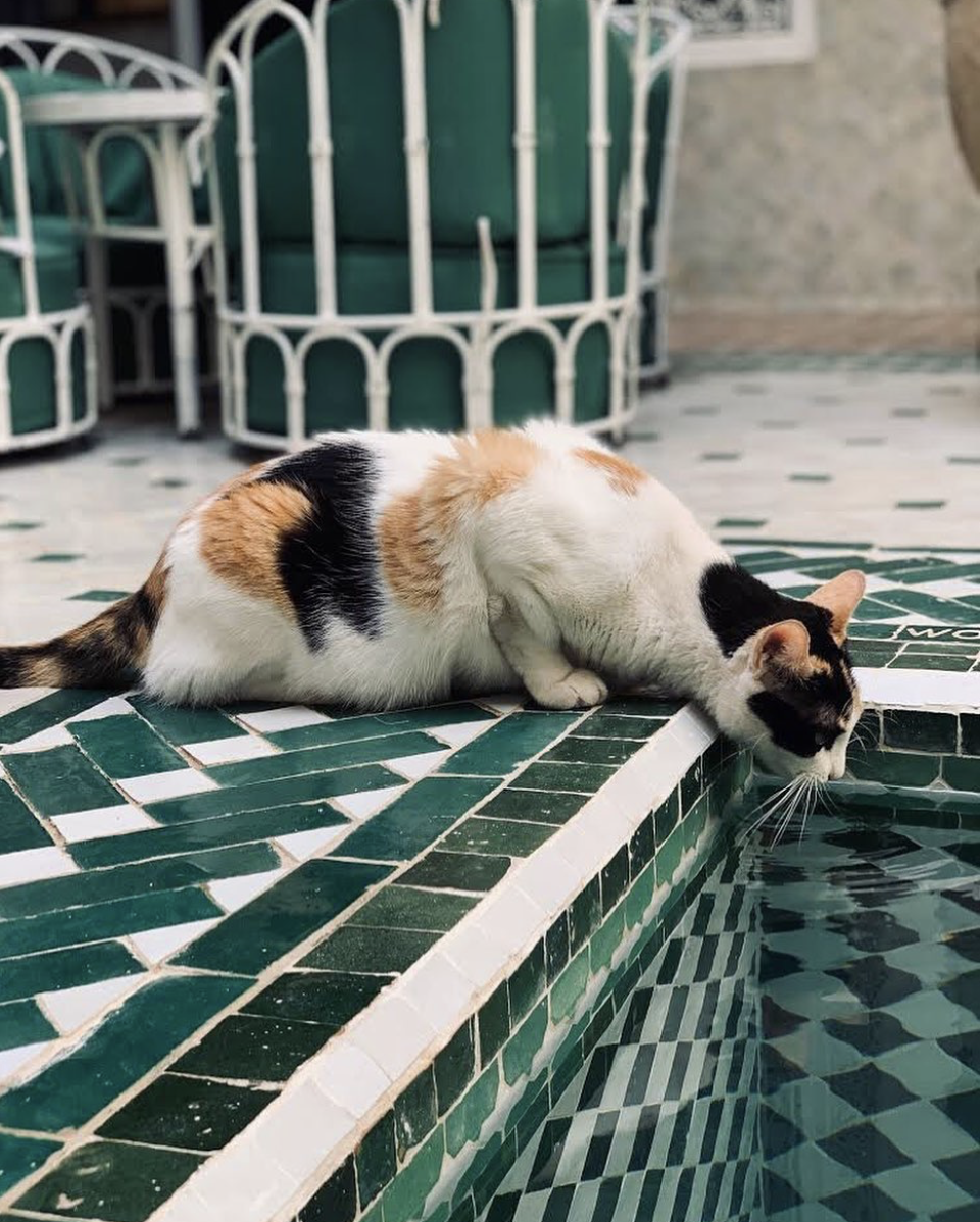 Carreaux Zellige - 5 x 5 cm sur trame